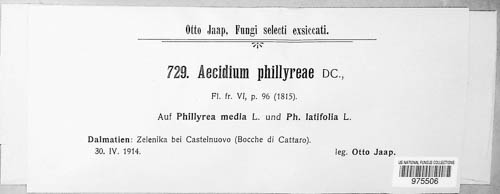 Zaghouania phillyreae image